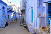 Chien dans une rue aux maisons aux façades bleue dans la ville de Bundi, Rajasthan, Inde