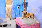 Chien dans une ruelle aux murs colorés, Bundi, Rajasthan, Inde