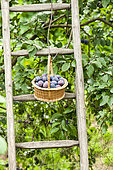 Harvest of quetsche plums in a garden, Alsace, France