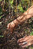Sowing of grass under mulching.