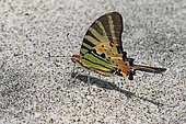 Five-bar Swordtail (Graphium antiphates) drinking on wet sand, Bali Indonesia