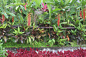 Exotic flower beds, Tirta-Gangga, Bal, Indonesia