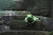 Flying Frog (Rhacophorus sp) in Bali, Indonesia