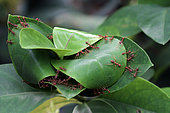Oecophyllous ants (Oecophylla longinoda) making their nest, Bali, Indonesia.
