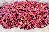 Reshampatti chillies dried in bulk, this classical Indian hot pepper is similar to Cayenne pepper, it causes a more intense heat sensation than the latter, while being a little more fruity, Jodhpur, Rajasthan, India