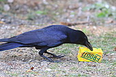 Large-billed Crow (Corvus macrorhynchos) on ground and packing, India