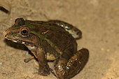 Indian Bull Frog (Hoplobatrachus tigerinus), India