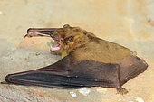 Asiatic Greater Yellow House Bat (Scotophilus heathii), India