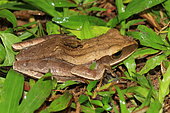 Terai tree frog (Polypedates teraiensis), India