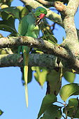 Rose-ringed Parakeet (Psittacula krameri) on a branch, India