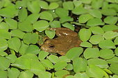 Indian skipping frog or Indian skipper frog (Euphlyctis cyanophlyctis), India