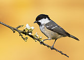 Coal tit (Periparus ater) Coal tit perched on a blackthorn branch, England, Spring