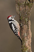 Middle spotted woodpecker (Leiopicus medius) Woodpecker looking for food, Hungary, Winter