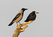 Rook (Corvus frugilegus) and hooded crow perched on a branch, Hungary, Winter