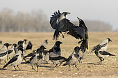 Rook (Corvus Frugilegus) and Hooded crow (Corvus cornix) Fifhting, Hungary, Winter