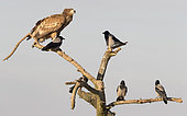 White-tailed eagle (Haliaeetus albicilla) Eagle perched amongst hooded crow, Hungary, Winter