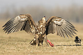 White-tailed eagle (Haliaeetus albicilla) Eagle feeding, Hungary, Winter