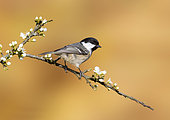 Coal tit (Periparus ater) Tit perched on a blackthorn (Prunus spinosa) branch, England, spring