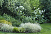 Bed of grass and in the background Giant Hogweed (Heracleum mantegazzianum),, Jardins du Pays d'Auge, Cambremer, Calvados, Normandie, France