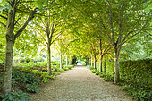 Alley of Lindens, Jardins du Pays d'Auge, Cambremer, Calvados, Normandie, France