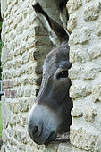 The House of Donkeys, Jardins du Pays d'Auge, Cambremer, Calvados, Normandie, France