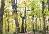 Remarkable Durmast oaks 'The Twins', early 16th century, Tronçais Forest, Saint-Bonnet-Tronçais, Allier, France