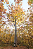 Durmast oak Stebbing in autumn, remarkable tree, the most beautiful forest tree from a forest point of view, Saint-Bonnet-Tronçais, forest of Tronçais, Allier (03), France