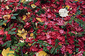 Carpet of Japanese Maple Leaf (Acer palmatum) and Tulip Tree (Liriodendron tulipifera) in autumn,, Arboretum of Balaine, Villeneuve-sur-Allier, Allier, France