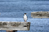 Imperial shag (Leucocarbo atriceps), non-reproducing individual on an old pontoon, Punta Arenas, XII Magallanes and Chilean Antarctica, Chile
