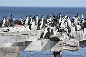 Imperial shag (Leucocarbo atriceps), breeding colony on an old pontoon, Punta Arenas, XII Magallanes and Chilean Antarctica, Chile