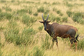 Sassabi (Damaliscus lunatus) in the savannah of Queen Elisabeth National Park, Uganda