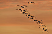Common Cranes (Grus grus) in flight at sunset over the Loire, France