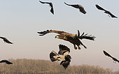 White-tailed eagle (Haliaeetus albicilla) Eagle in flight, Hungary, Winter