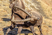 Ibex (Capra ibex) males in autumn livery, Haute Maurienne, Vanoise, Alps, France