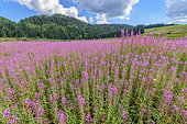 Willowherb (Epilobium sp) in bloom, Lake of the Embouteilleux, near La Pesse, Jura, France
