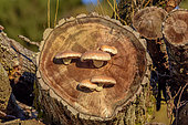 Destructive Pholiota (Pholiota destruens) on Logs of Poplar, Haute Savoie, France