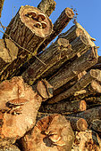 Destructive Pholiota (Pholiota destruens) on Logs of Poplar, Haute Savoie, France