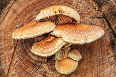Destructive Pholiota (Pholiota destruens) on Logs of Poplar, Haute Savoie, France