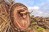 Destructive Pholiota (Pholiota destruens) on Logs of Poplar, Haute Savoie, France