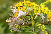 Box Tree Moth (Cydalima perspectalis) imagos feeding in autumn of the nectar of Canada goldenrod (Solidago canadensis), Bugey, France