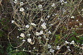 Hoary alyssum (Berteroa incana) in bloom in a wild garden