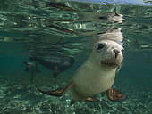 Australian sea lion, Neophoca cinerea, Pinipedia, Western Australia
