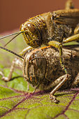 Egyptian locust (Anacridium aegyptium) mating, France.