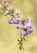 Mésange bleue (Cyanistes caeruleus) parmi les fleurs au printemps, Angleterre