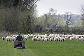 Mouton (Ovis aries) Eleveur et son troupeau de moutons, Angleterre, Printemps