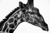 Girafe (Giraffa camelopardalis ) portrait , Etosha, Namibie