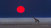 Girafe (Giraffa camelopardalis ) marchant au coucher du soleil dans le Pan d'Etosha, Namibie