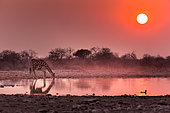 Girafe (Giraffa Camelopardalis ) buvant au point d'eau au lever du soleil ,Namibie, Etosha national parc /Giraffe (Giraffa Camelopardalis) drinking at the waterhole at sunrise , Namibia, Etosha national park