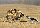 White-tailed eagle (Haliaeetus albicilla)HEagle feeding, Hooded crow pulling his tale