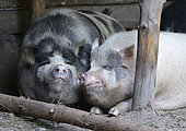 Kunekune (Sus scrofa domesticus) pig originating in New Zealand, Northern Vosges Regional Nature Park, France
